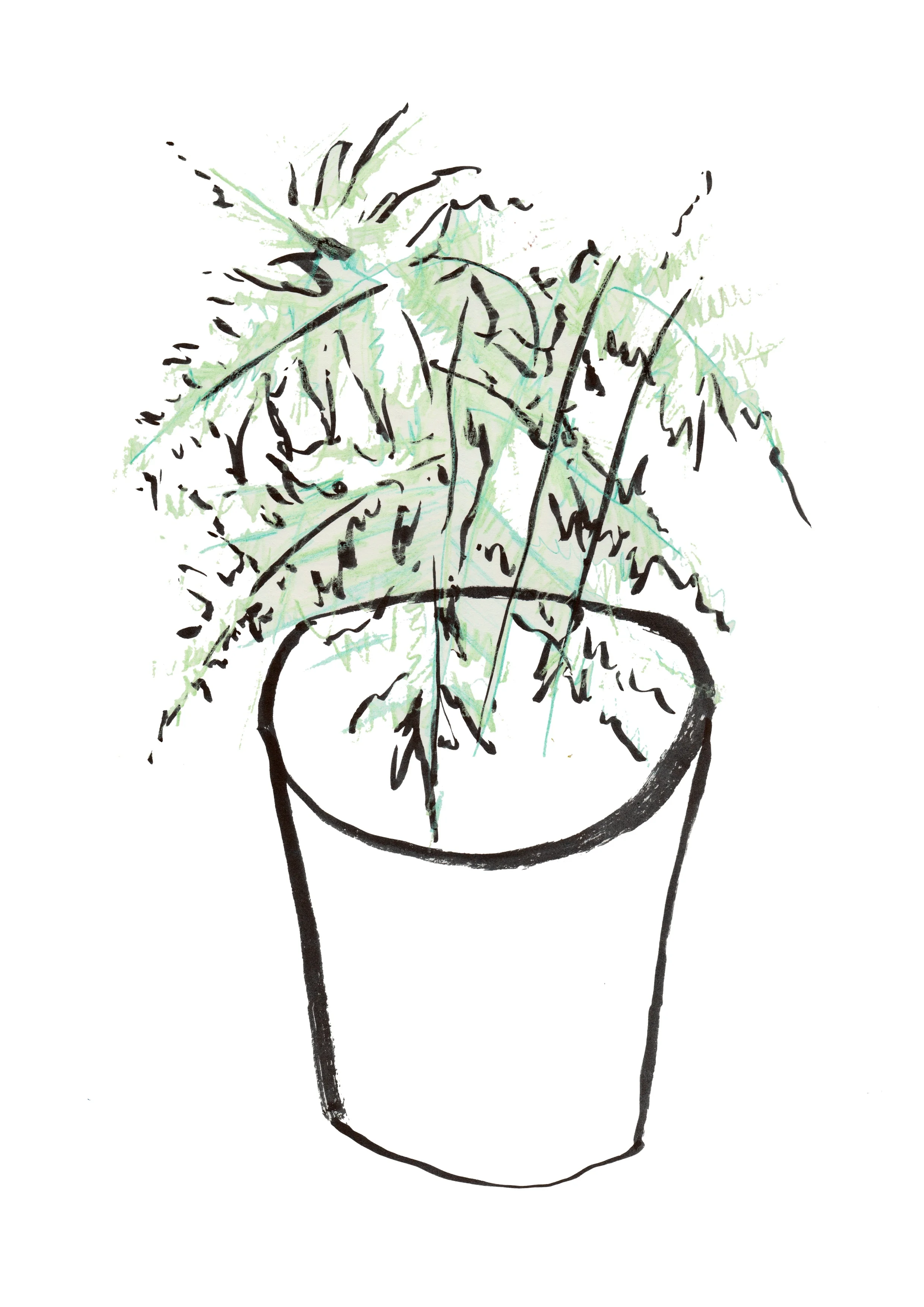 Asparagus Fern by Gemma Hampton