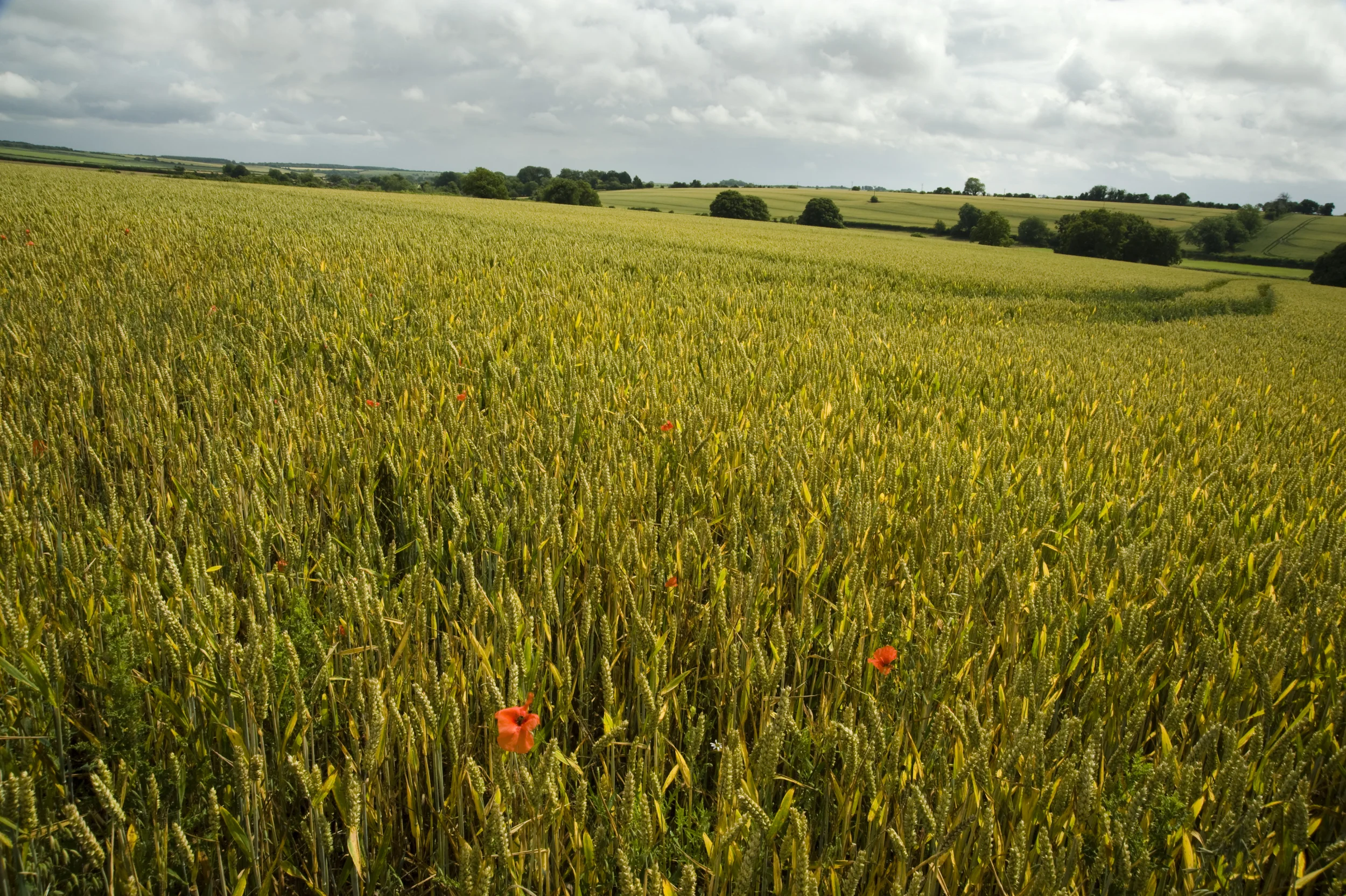 Dorset field.jpg