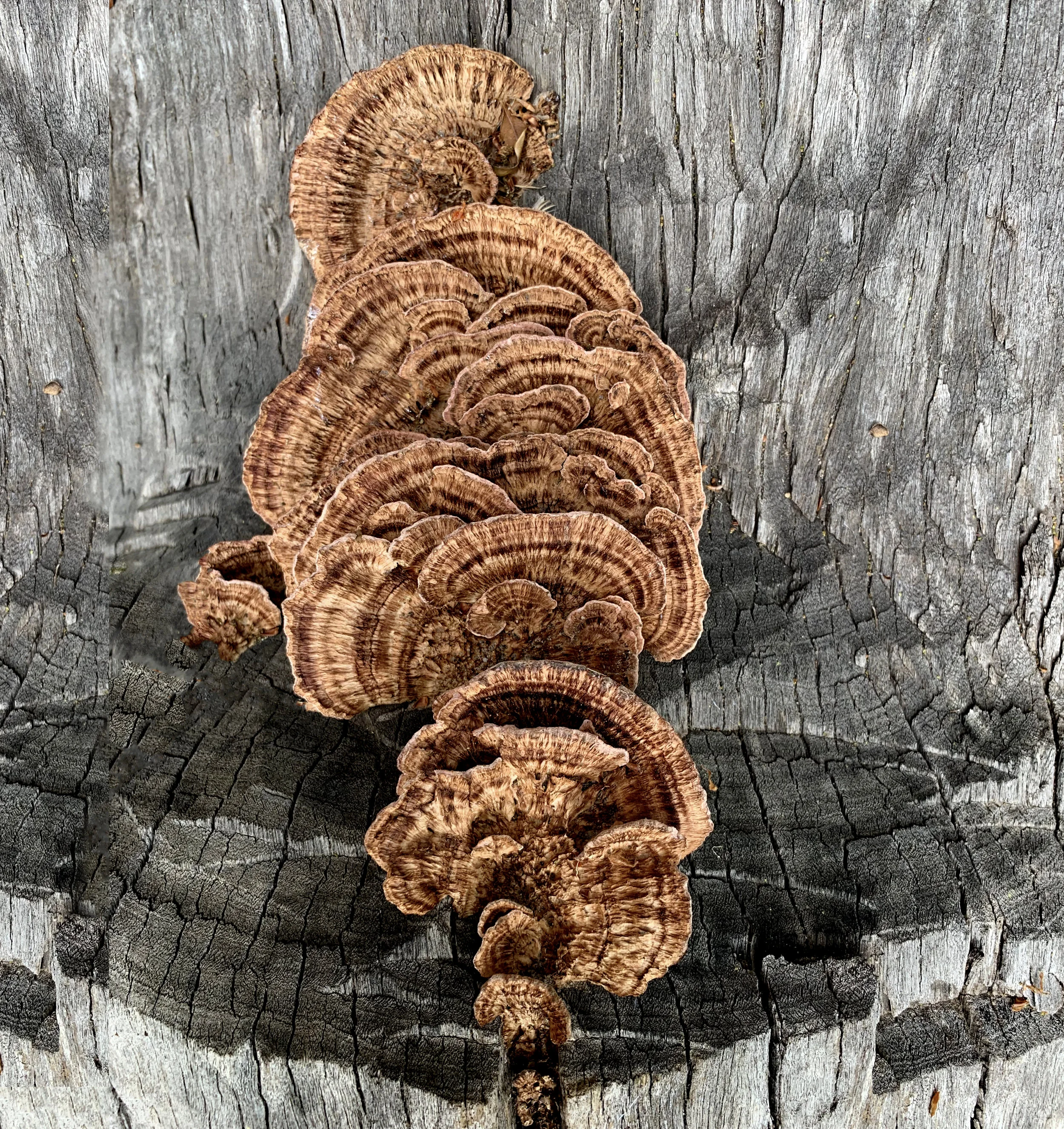 Fungi4.jpg