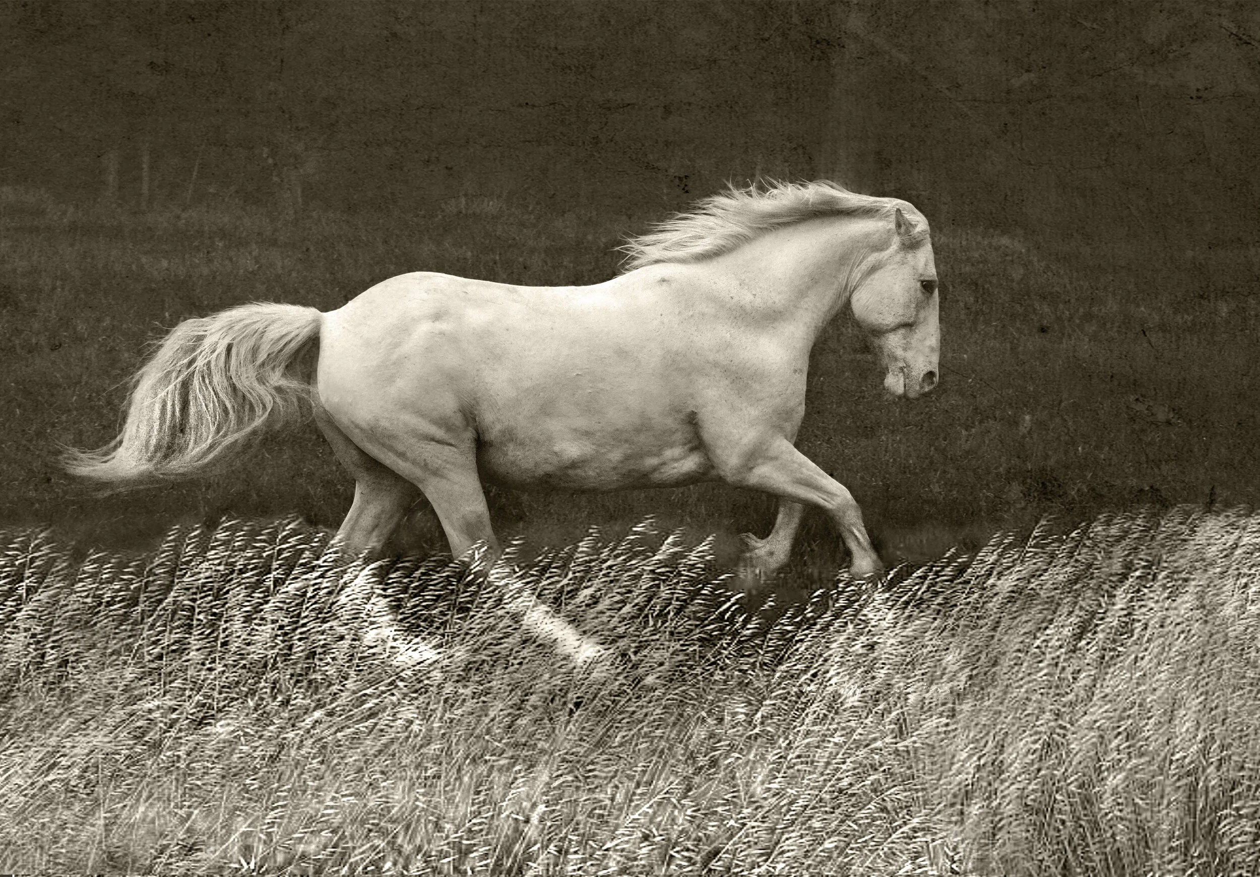 Sepia2 300dpi.jpg