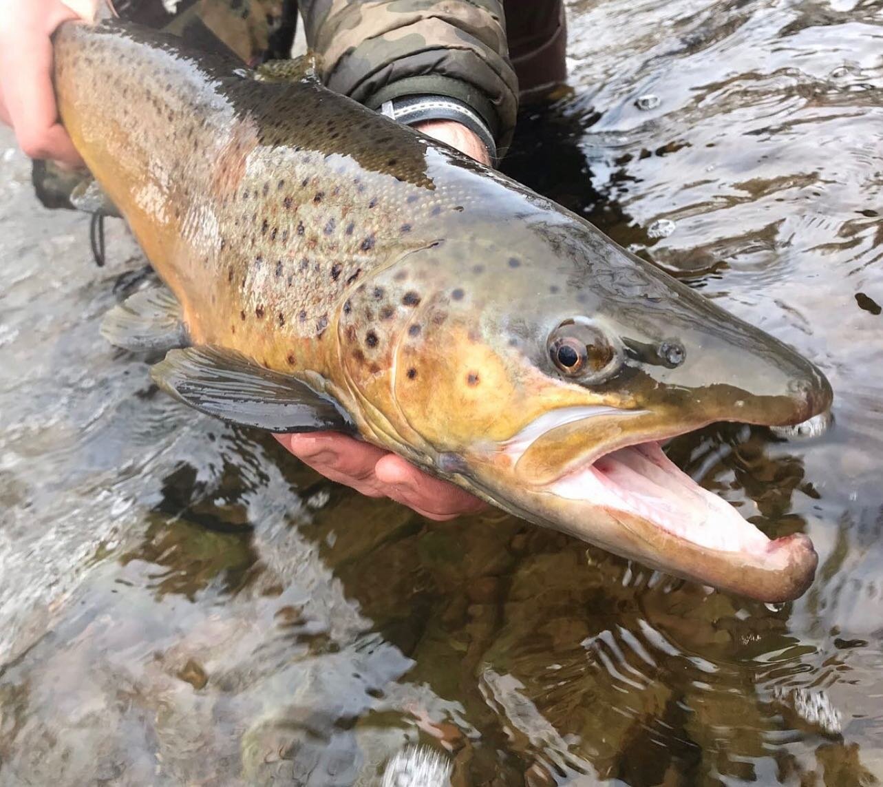 Farmer @dr_moreau working the long game. #pigfarmink #flyfishingsaveslives #flyfishing #gettrashed #ironfly #brownsugar #wutangvspigfarm