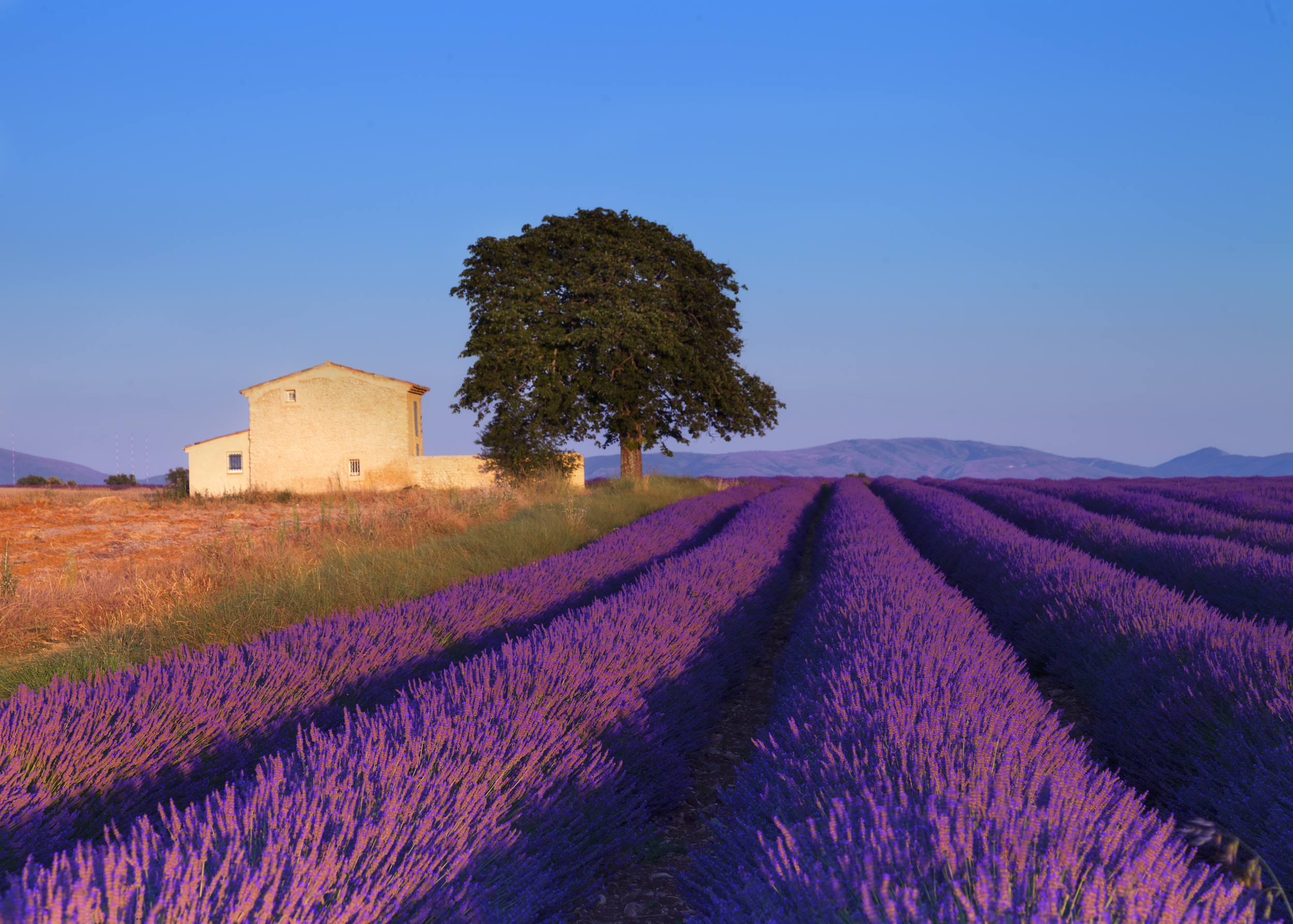 We Begin in Provence