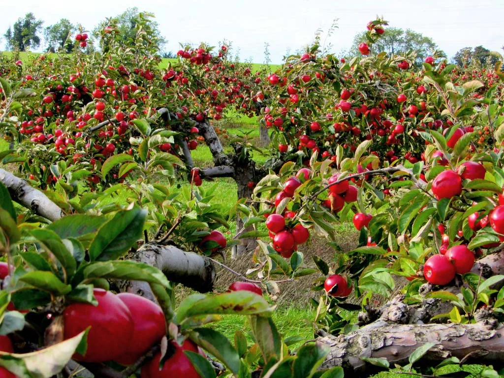 Pickin’ Time