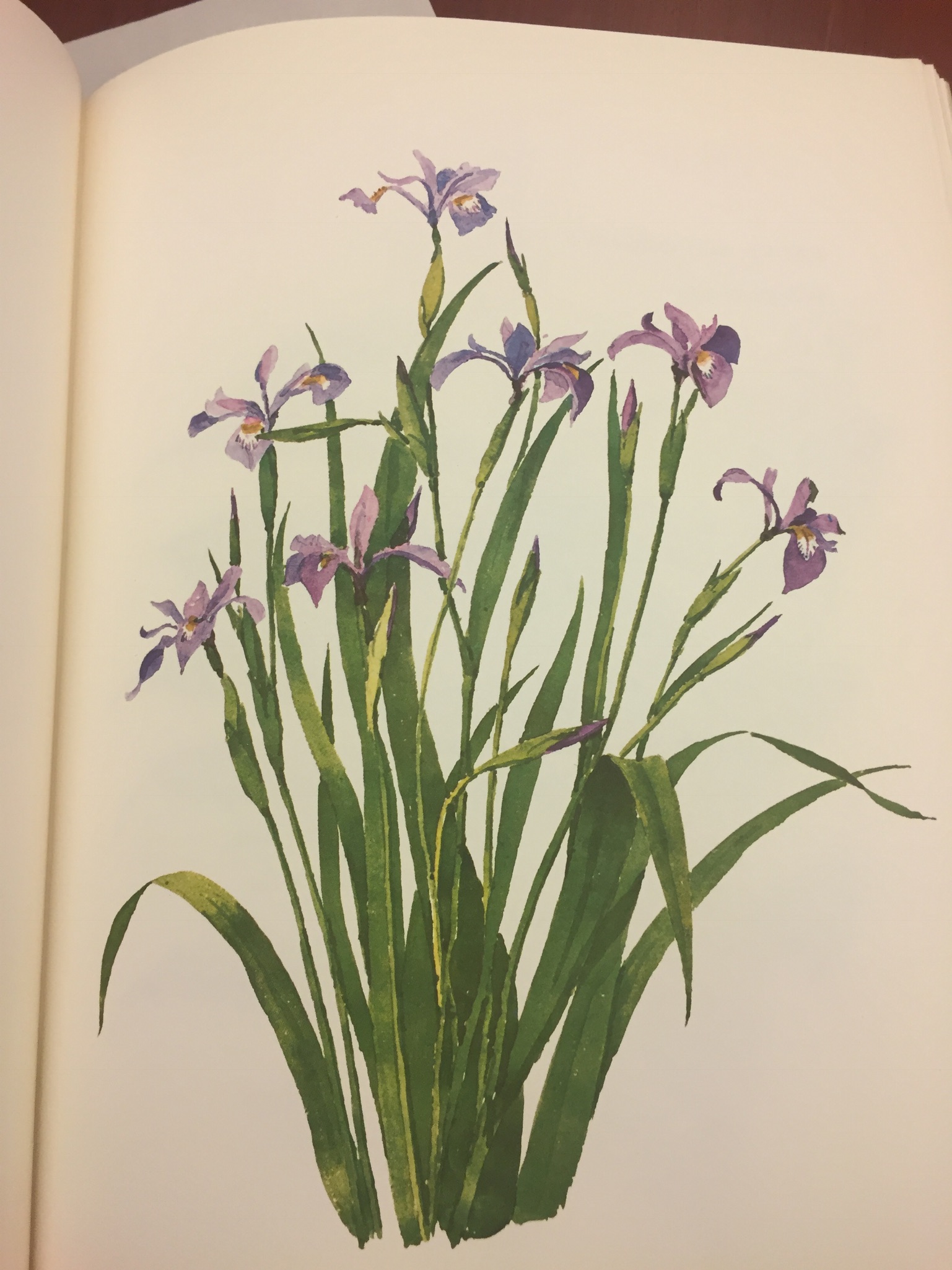 T. Merrill Prentice. Weeds & Wildflowers of Eastern North America, 1973. Minneapolis Athenaeum 