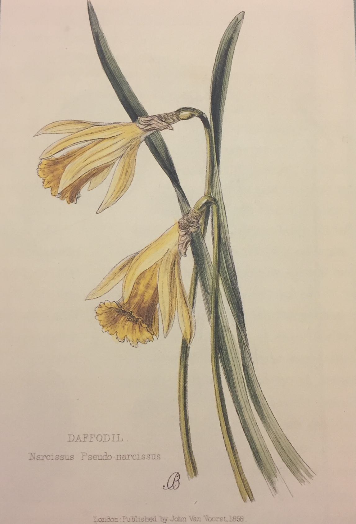 Daffodil. Narcissus Pseudo narcissus. Lady Wilkinson's Weeds & Wildflowers, 1885.