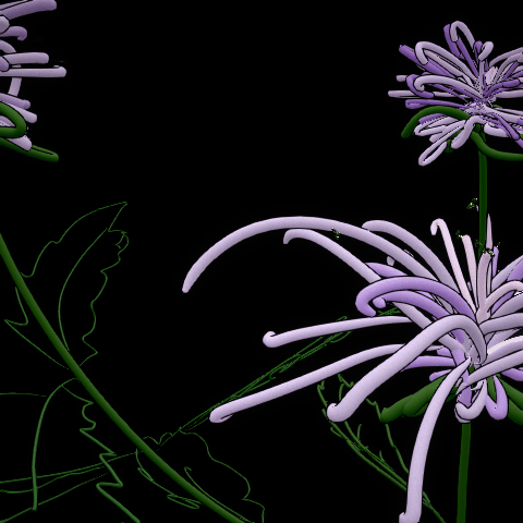 Beebalm, Monarda