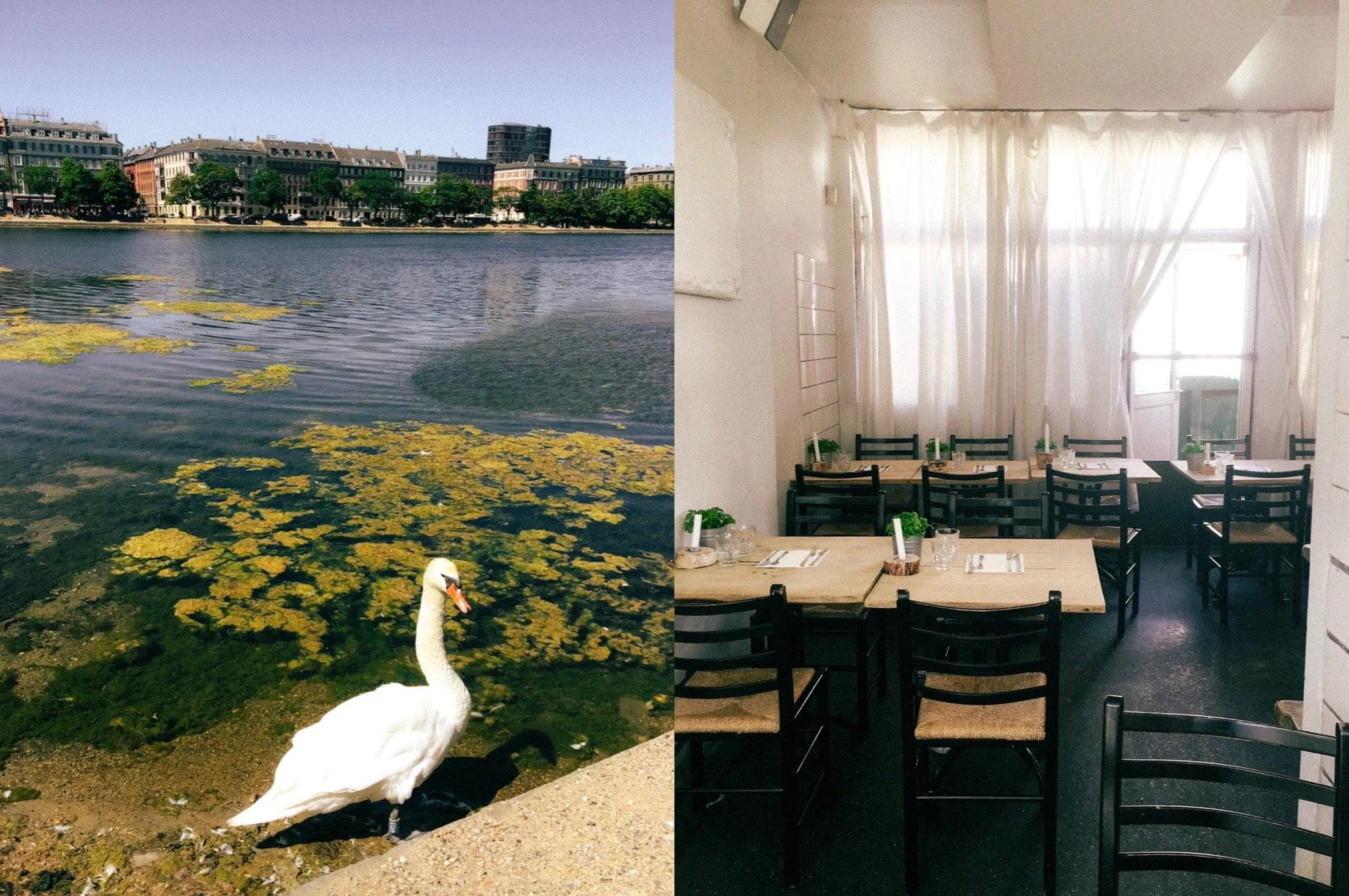 collage_export_519E125D-2F09-4582-8CB9-55871F3AC4C1.jpg