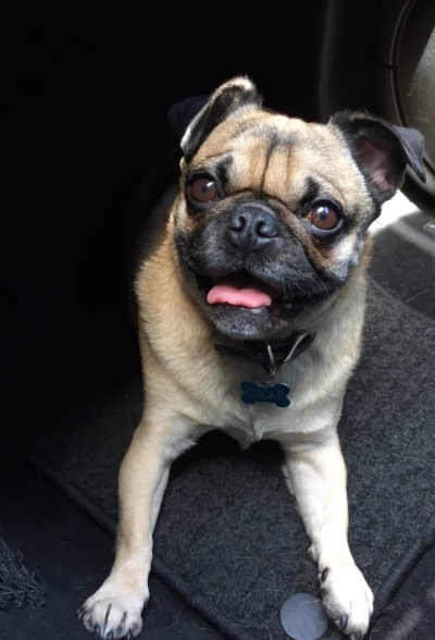 Oscar in the car on the way home from the unnecessary vet visit! 