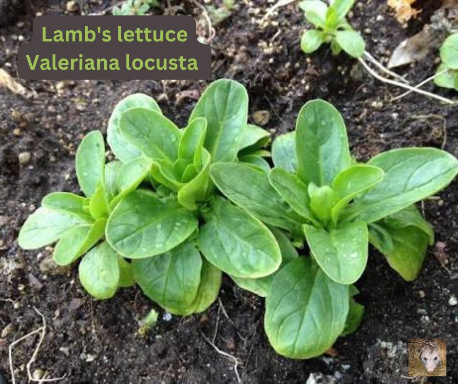 Lamb's lettuce Valeriana locusta