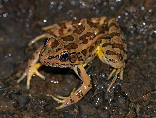Which Frogs are Poisonous in Wisconsin? — Fox Run Environmental