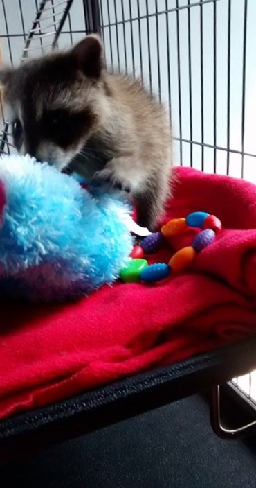 It’s important to provide toys and things to snuggle for orphaned and rescued babies in our wildlife program