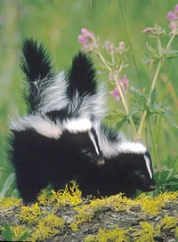 Kentucky Skunks: Smelly, Smart, and Adorable!