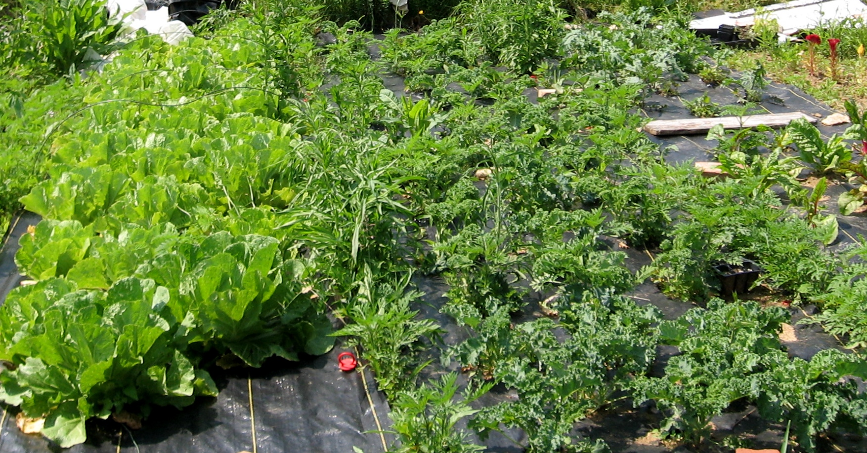 Organic gardening classes will help teach you to grow your own food.