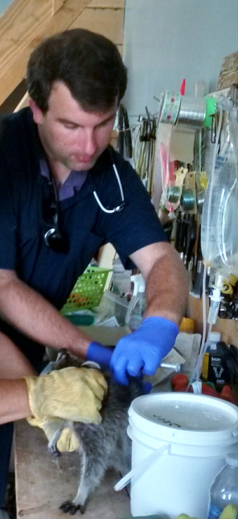 Dr. Glaza vaccinating raccoons. Our wildlife receives regular medical care. 