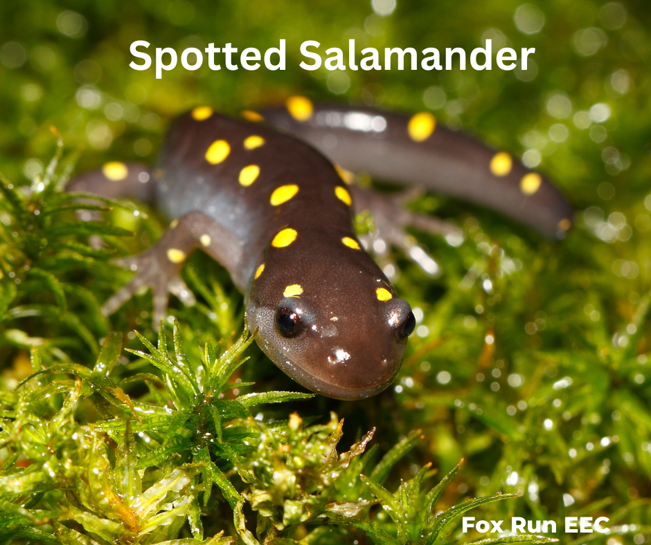 Finding Salamanders Where To Look & Common Species — Fox Run
