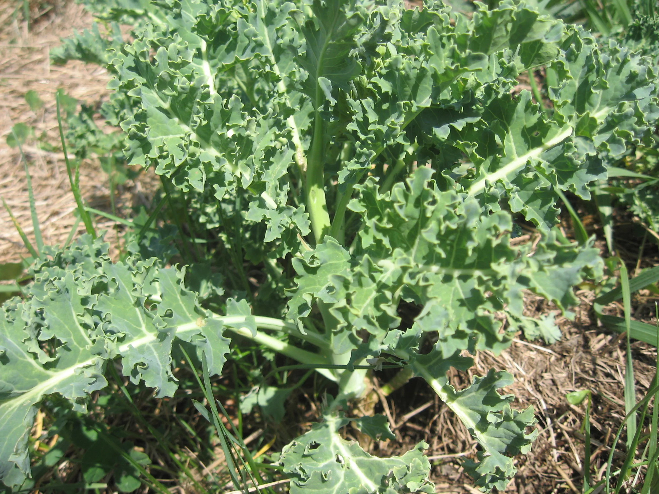 Fall Gardens Are the Best!