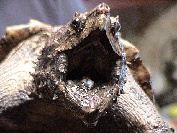 By LA Dawson - Animal courtesy of Austin Reptile Service