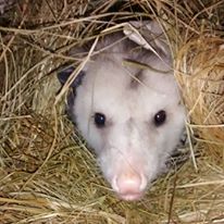Romeo - one of our education opossums
