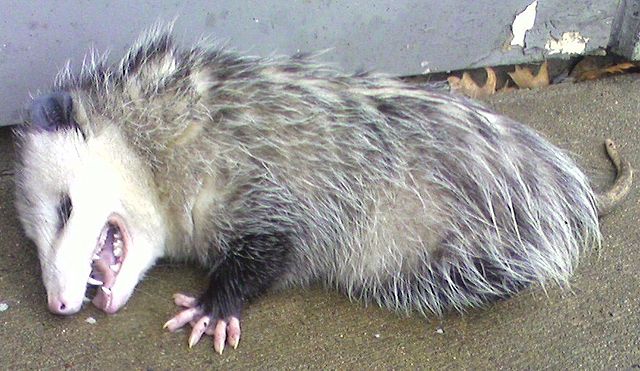 640px-Opossum2.jpg