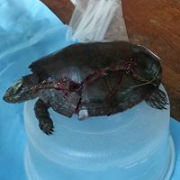 turtle rescue2.jpg