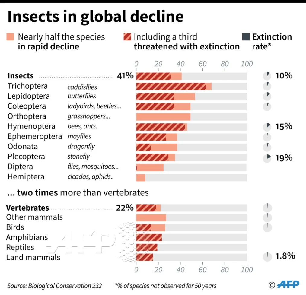 insects in global decline.jpg
