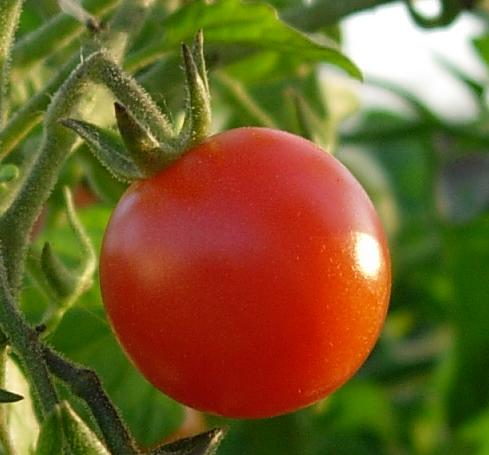 Tomato_on_its_stem.jpg