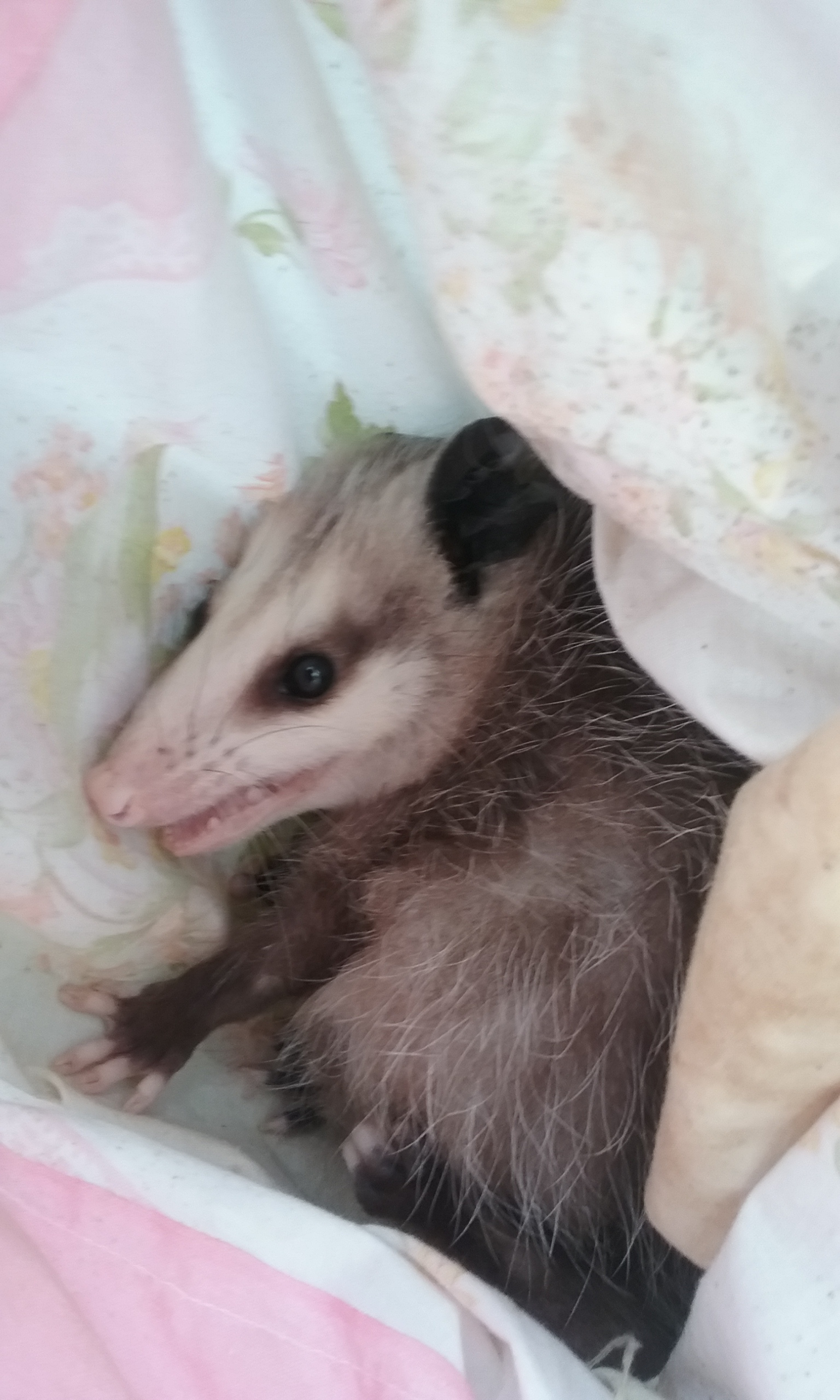 Baby opossums in our rehab program enjoy hammocks. We make them out of pillow cases and hang in their enclosures.