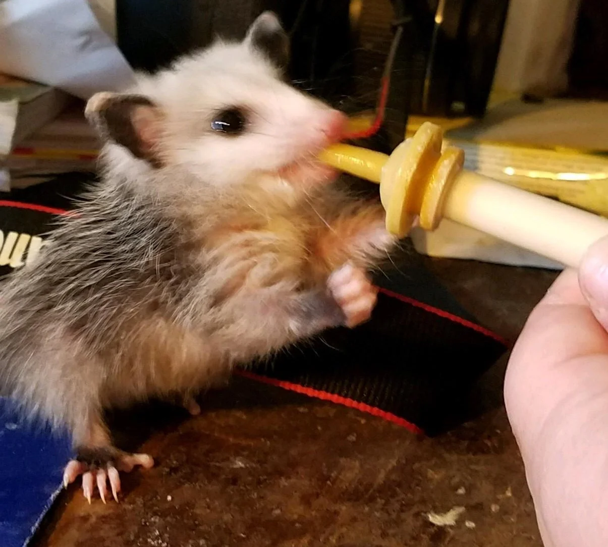 Opossums Kentucky's Only Stunning Marsupial! — Fox Run Environmental