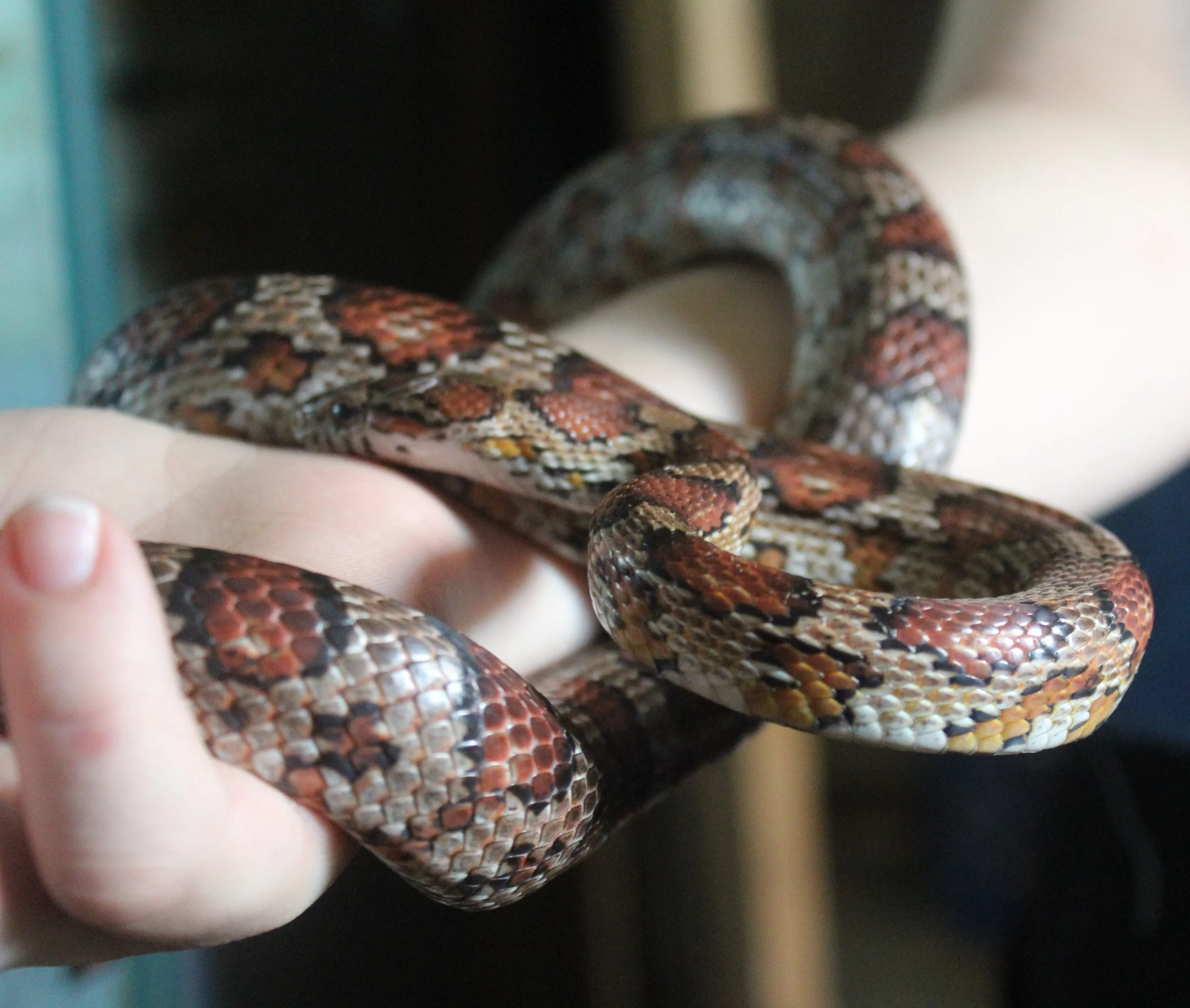 Corn Snakes - Hidden Beauties 