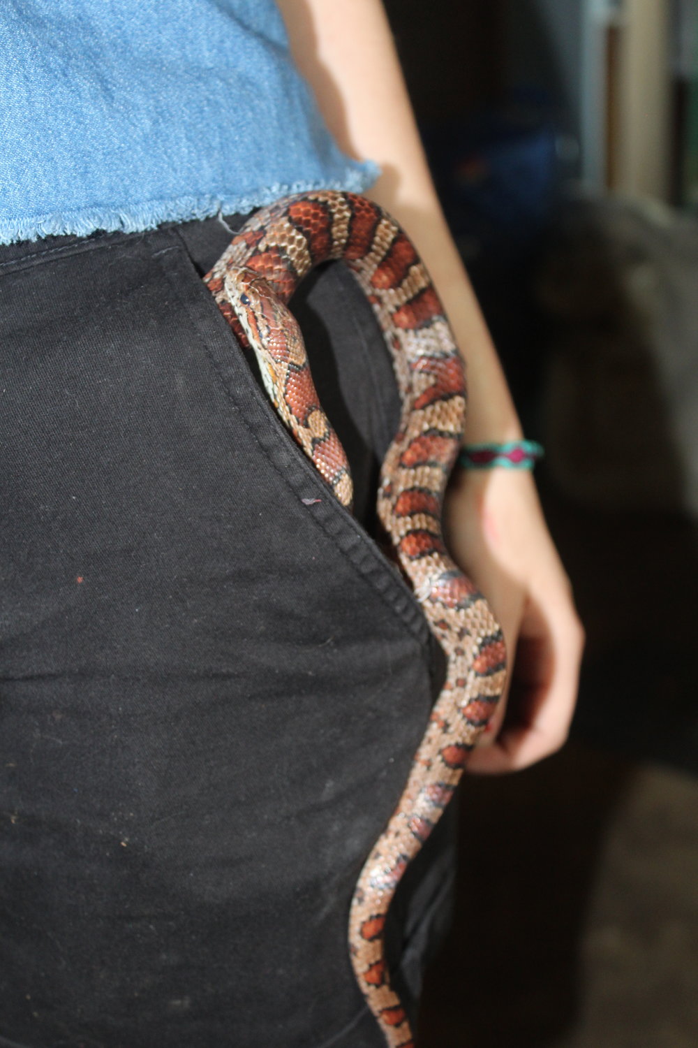 Corn Snakes Hidden Beauties Fox Run Environmental Education Center