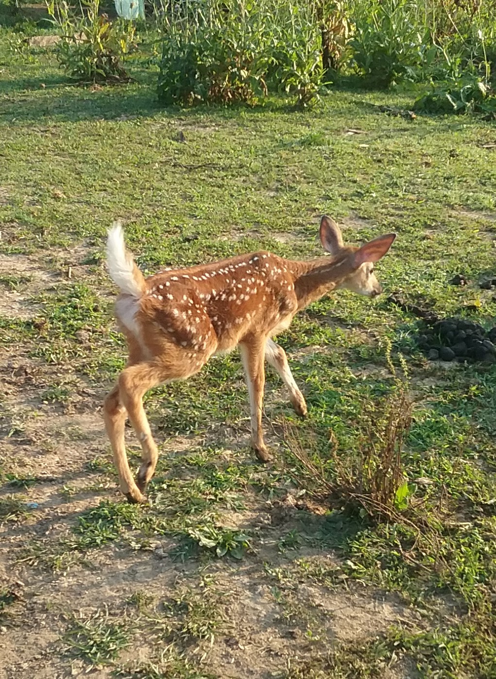 newborn deer walking