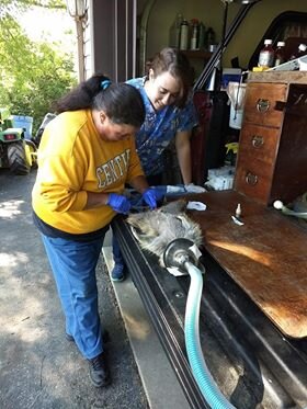 Vet Tech Ame! The advantages of working for a vet.