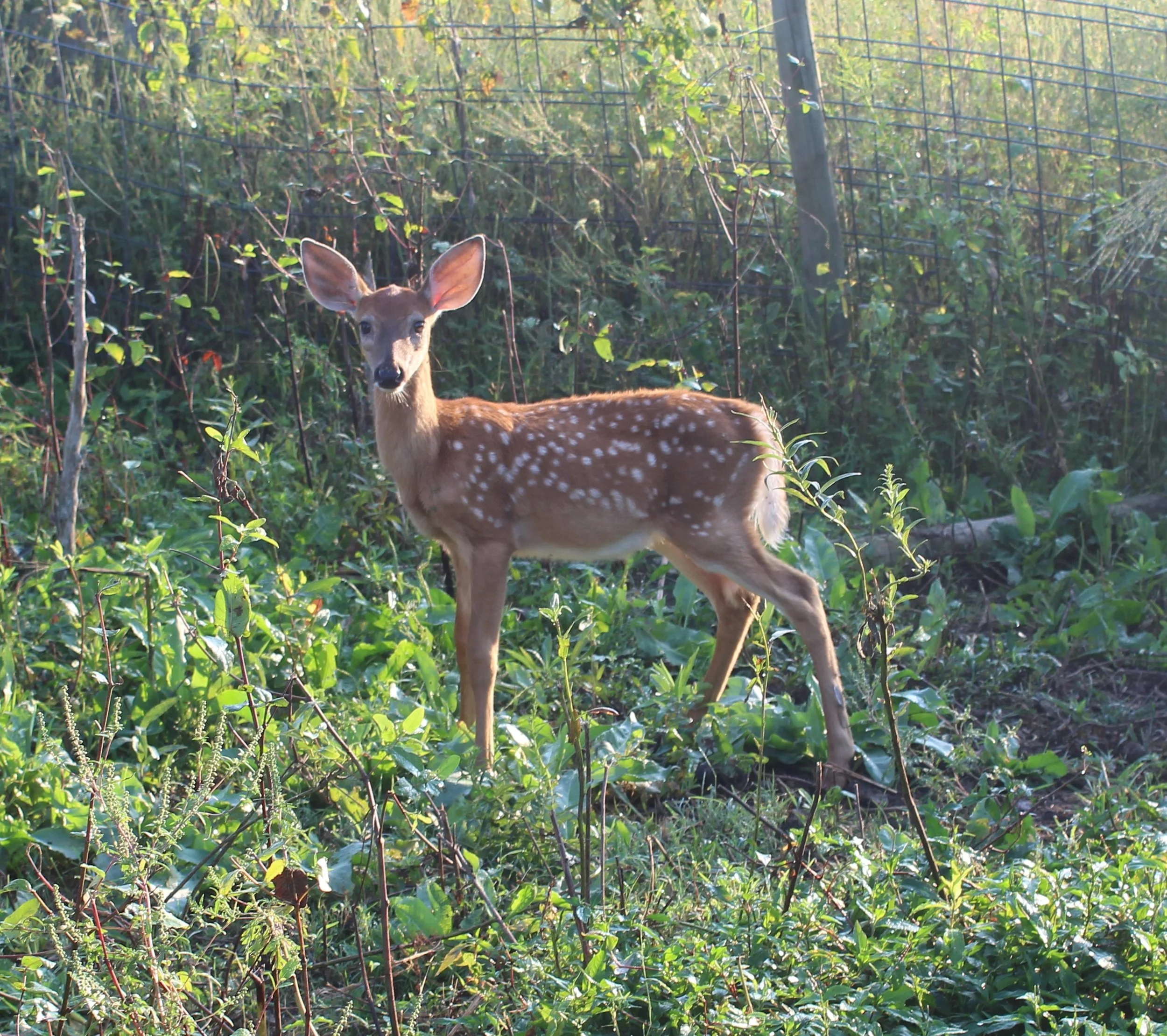 Podcast 3 White Tail Deer