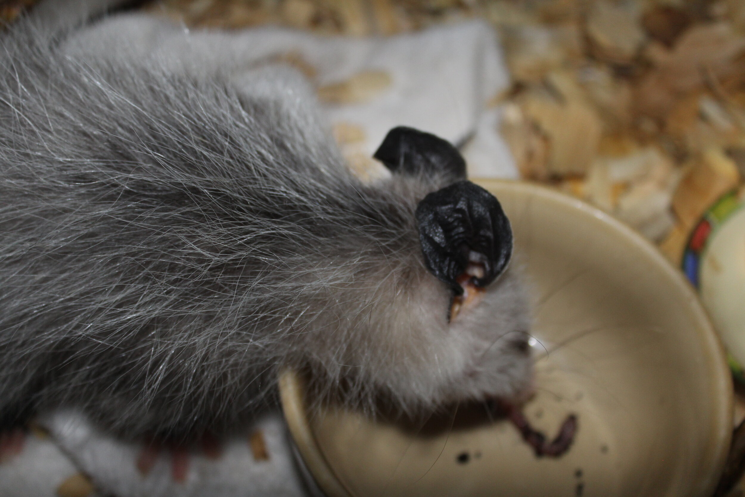 We provide our rehab possums with natural foods such as worms.