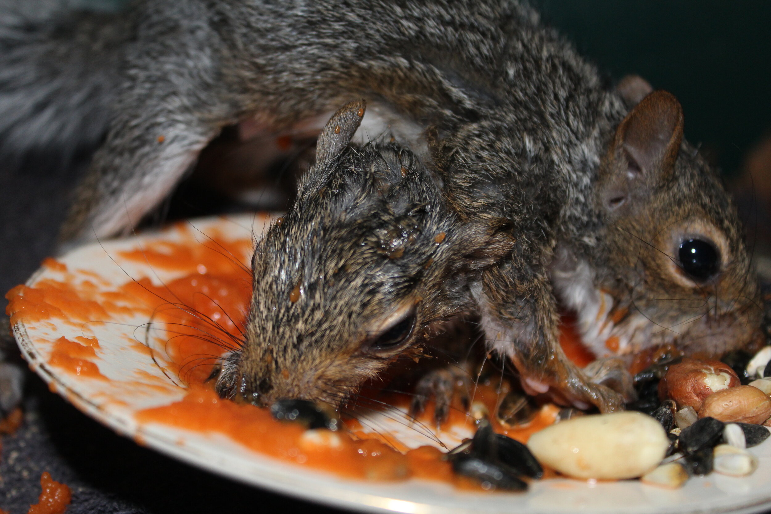 The Industrious Squirrel Fox Run Environmental Education Center
