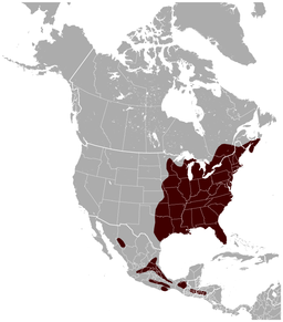 Range of the southern flying squirrel