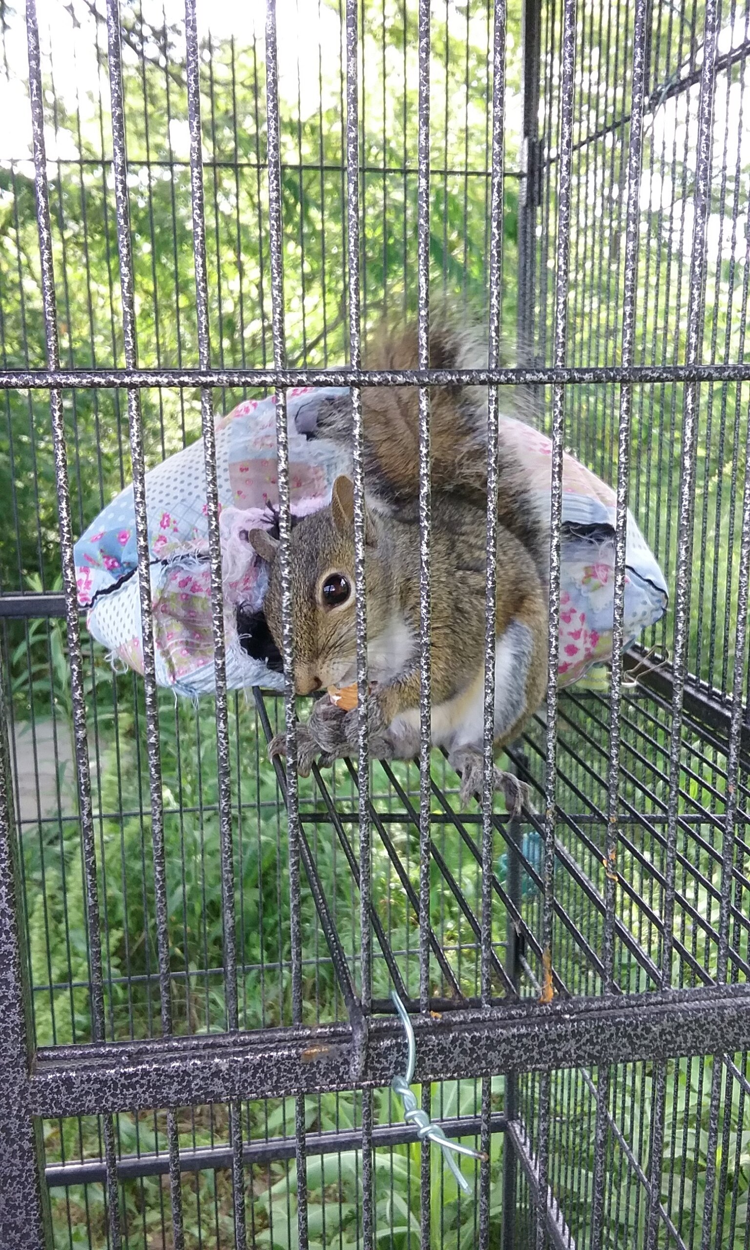 Fox Run Environmental Education Center - Young squirrel in pre-release enclosure