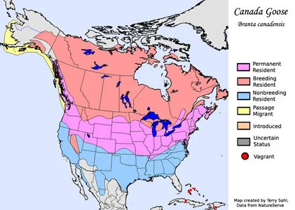 Migration Routes Canada Goose Migration From Uk Migration Routes