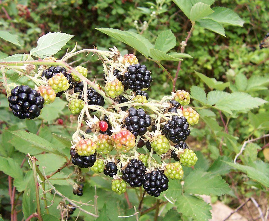 Blackberries go wild all over North America and are a great crop for foraging. Read our article Foraging For Wild Teas.