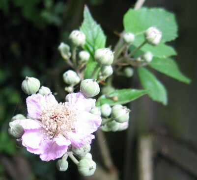 Blackberries have beautiful flowers which your bees will love