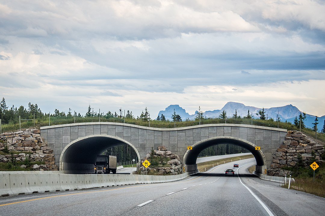 A Canada highway animal crossing, located in Banff National Park, has vegetation along the corridor to encourage wildlife and provide shelter for smaller species.
