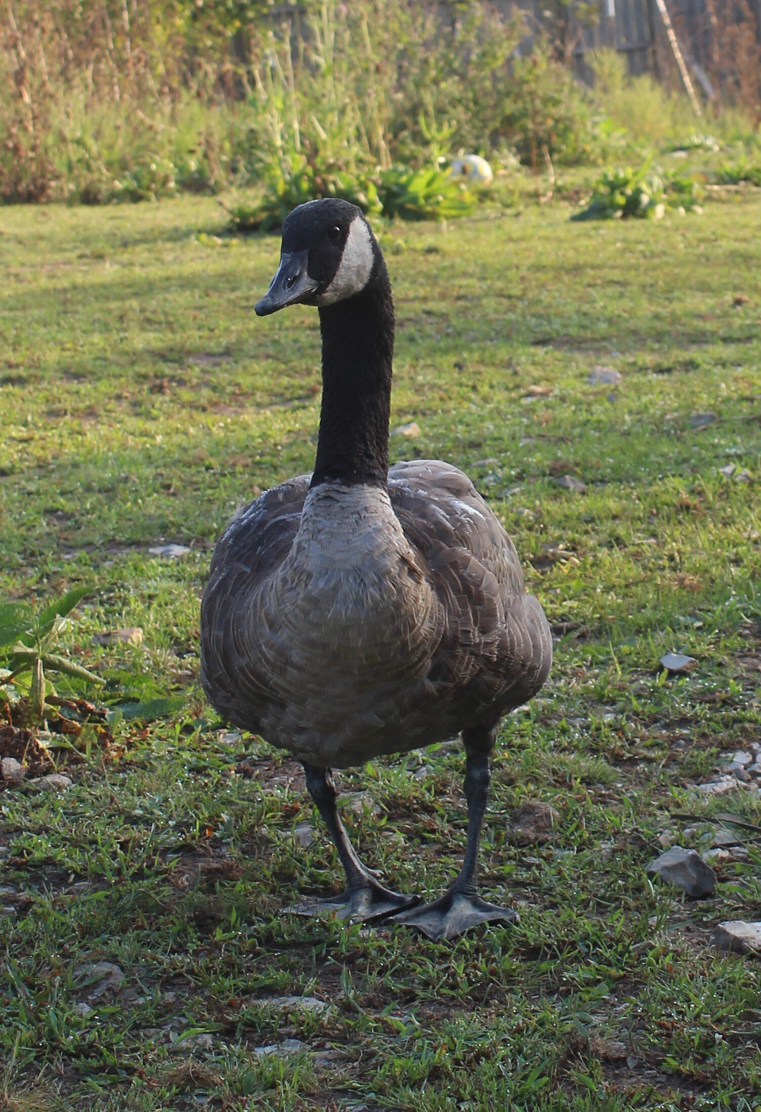 Kentucky Ducks and Geese