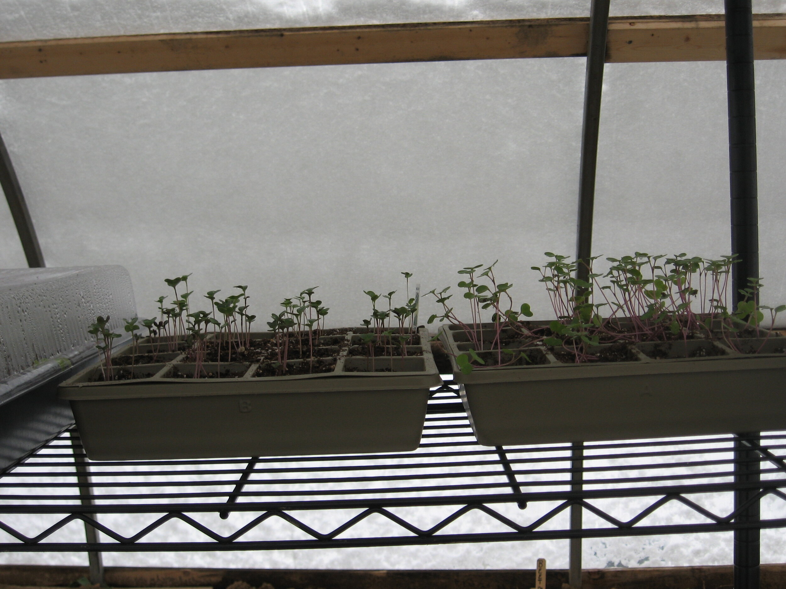 Brassica seedlings in my greenhouse during a late season snow.