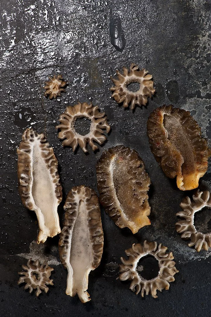 Foraging For Morel Mushrooms — Fox Run Environmental Education Center