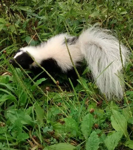 skunk coloring 2.jpg