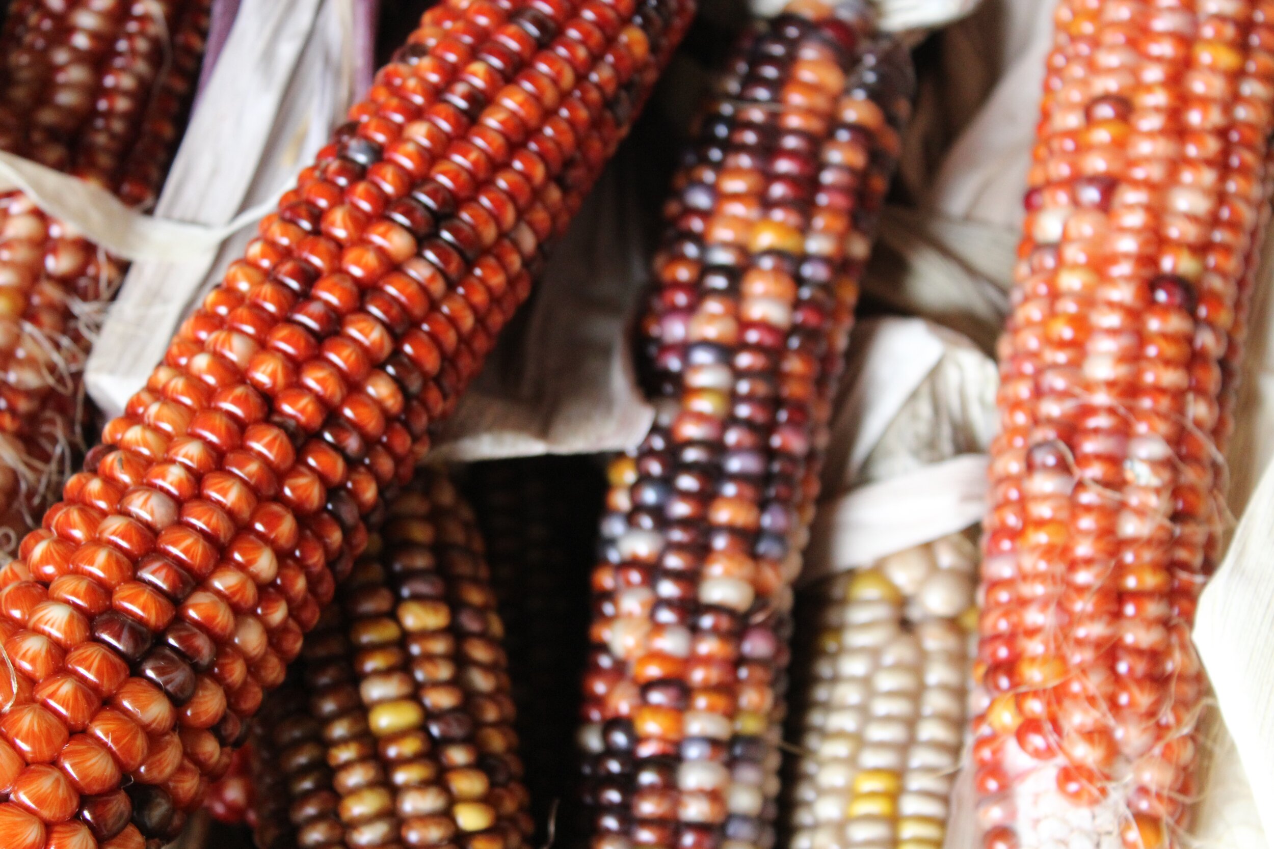 Native American corn