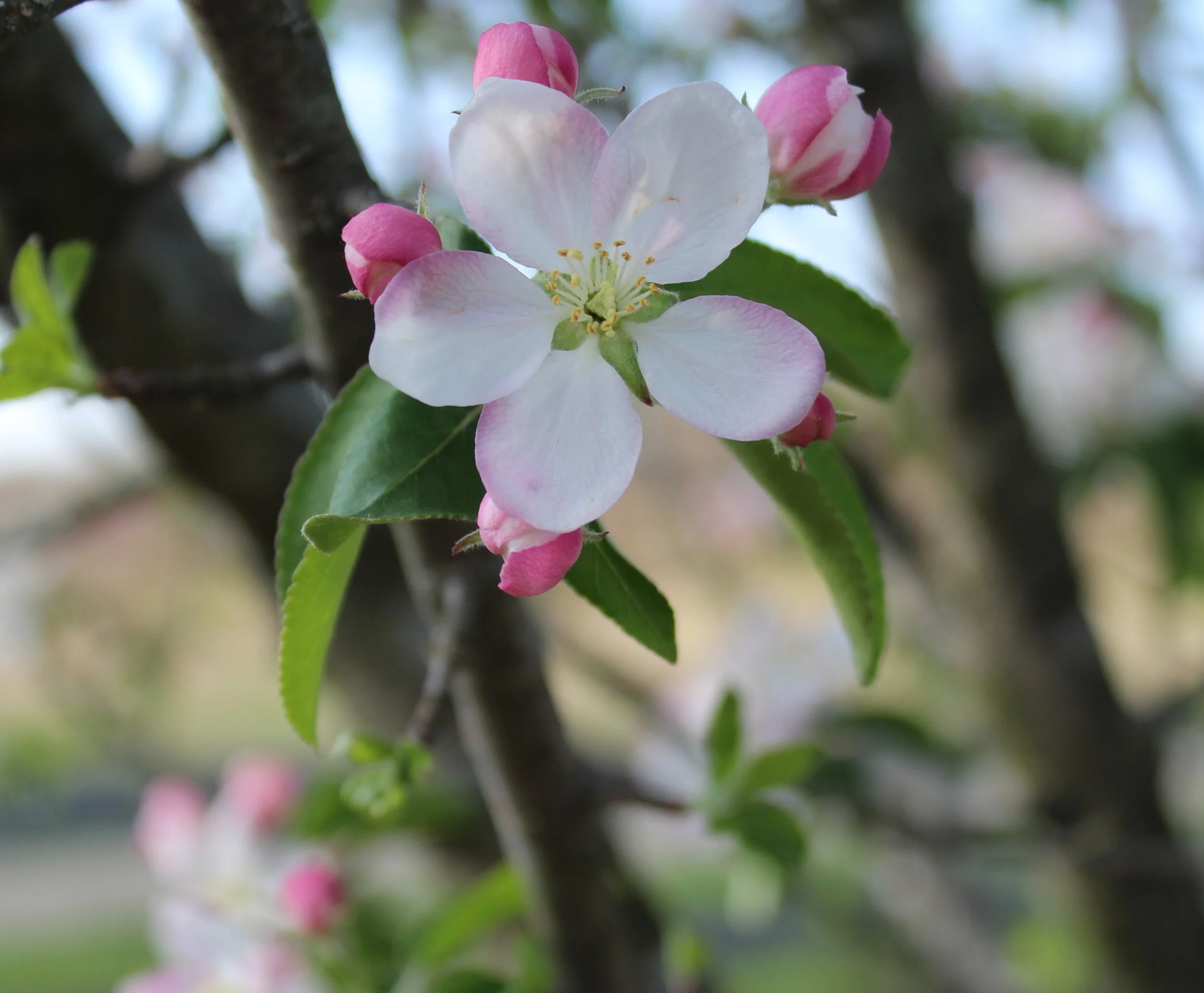 Nature Gratitude: Reflections
