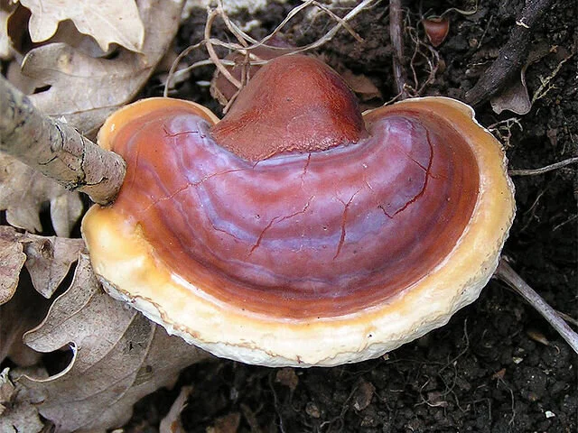 Growing Mushrooms Naturally Using the Trench Log and Log Raft Methods