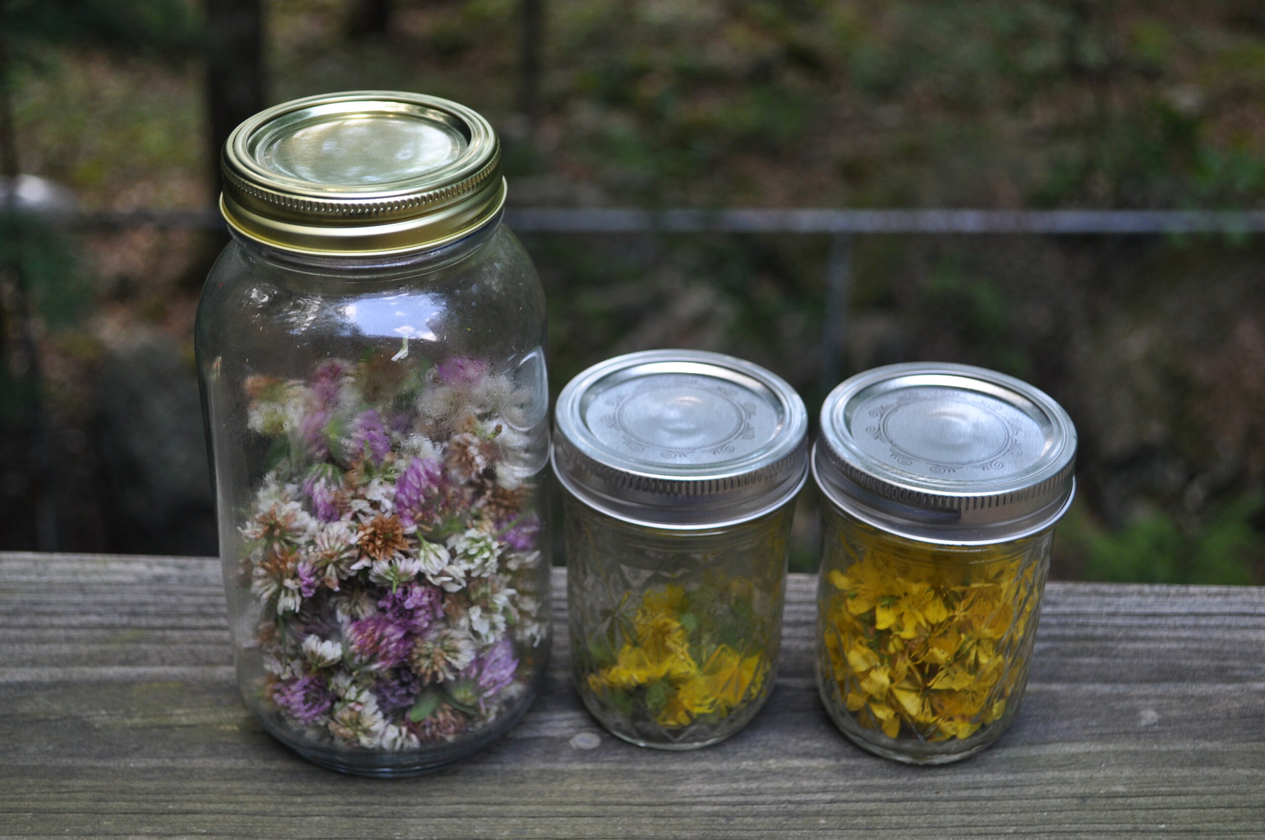 Foraging for wildflowers to use in tea. Photo by Kaia Waxenberg