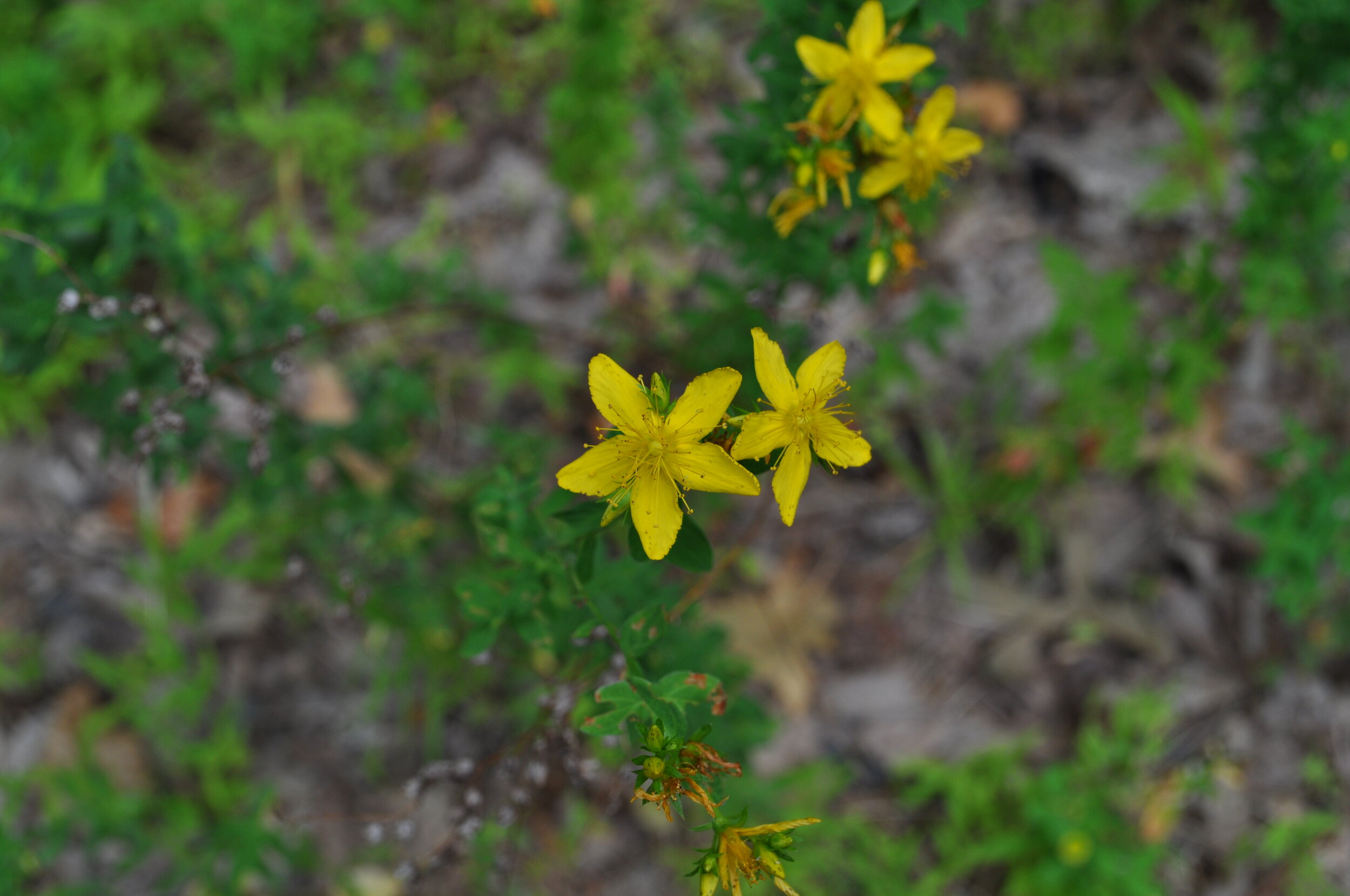 St. Johns Wort grows wild along roadways and in fields across North America. The plant is poisonous to livestock. Photo credit: Kaia Waxenberg